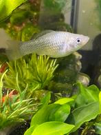2 witte vrouwtjes molly