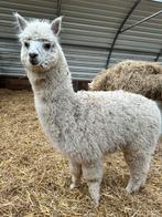 White alpaca/hengst