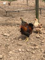 Mooi jong Wyandotte goudzwart gezoomd kriel haantje, Dieren en Toebehoren, Pluimvee