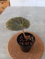 Begonia rockii, Ophalen of Verzenden