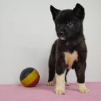 Amerikaanse Akita - Belgische pups te koop, Dieren en Toebehoren, België, CDV (hondenziekte), 8 tot 15 weken, Meerdere