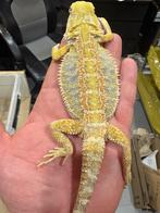 Pogonas viticeps hypo het trans blue bar (males), Dieren en Toebehoren, Reptielen en Amfibieën, Hagedis, 0 tot 2 jaar