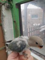 Agapornis roseicollie handtamme baby