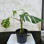 Gatenplant (Monstera deliciosa) stek, Huis en Inrichting, Ophalen