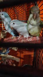 Couple conure souris, Animaux & Accessoires, Perruche, Plusieurs animaux