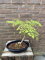 Bonsai - Duivelsboom - Aralia elata, Ophalen