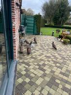 Pauw haan van dit jaar, Dieren en Toebehoren