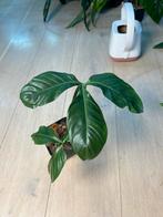 Philodendron Tripartitum, Ophalen of Verzenden