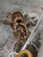 Neoholothele incei classic vrouwtje 2,5-3 cm lichamlengte, Dieren en Toebehoren, Insecten en Spinnen