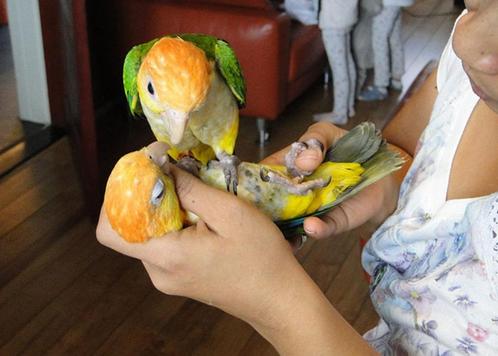 Ontdek de Wereld van Jouw Papegaai: Welkom bij BirdBox Pa, Animaux & Accessoires, Oiseaux | Perruches & Perroquets, Perroquet
