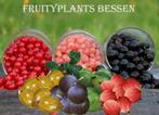 Aalbes of Kruisbessen op stam ideaal op terras of balkon, Tuin en Terras, Zomer, Vaste plant, Fruitplanten, Ophalen of Verzenden