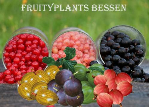 Aalbes of Kruisbessen op stam ideaal op terras of balkon, Jardin & Terrasse, Plantes | Jardin, Plante fixe, Plantes fruitières