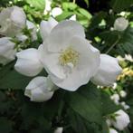 Philadelphus Coronarius; Boerenjasmijn in 5l pot: 5€, Ophalen, Overige soorten, Haag, Minder dan 100 cm