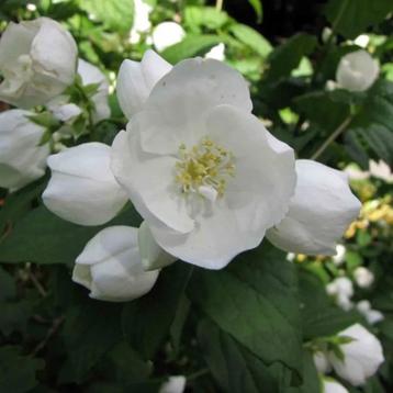 Philadelphus Coronarius; Boerenjasmijn in 5l pot: 5€ beschikbaar voor biedingen
