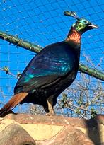 Glansfazant, Dieren en Toebehoren, Vogels | Overige Vogels