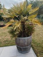 palmboom in houten vat (170 cm), Tuin en Terras, Planten | Tuinplanten, Ophalen