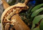 Wimpergekko crested gecko LW RTB man