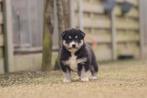 Siberische Husky pups, Belgisch Husky Fokker, Dieren en Toebehoren, België, CDV (hondenziekte), 8 tot 15 weken, Teef