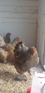 Brahma kippen., Meerdere dieren, Kip