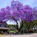 Verse zaden van Paulownia Tomentosa, Verzenden