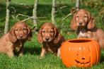 Chiots cocker anglais nés en Belgique, Plusieurs, Belgique, Plusieurs animaux, 8 à 15 semaines