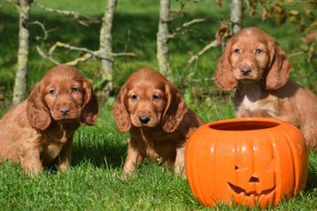 Chiots cocker anglais nés en Belgique