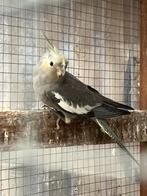 Valkparkiet bleekmasker, Dieren en Toebehoren, Vogels | Parkieten en Papegaaien, Papegaai