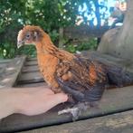 Jonge haantjes, Dieren en Toebehoren, Pluimvee