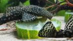 Ancistrussen, Dieren en Toebehoren, Vissen | Aquariumvissen