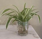 Bébés Plantes araignée (Chlorophytum), Maison & Meubles, Plantes d'intérieur, Autres espèces, Plante à fleurs, Moins de 100 cm