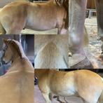 Paarden en pony’s scheren, Dieren en Toebehoren, Ophalen