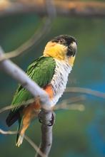 Te koop. Zwartkop caique, Dieren en Toebehoren, Vogels | Parkieten en Papegaaien