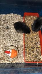 Kuikens olive en easter eggers 17/2, Dieren en Toebehoren