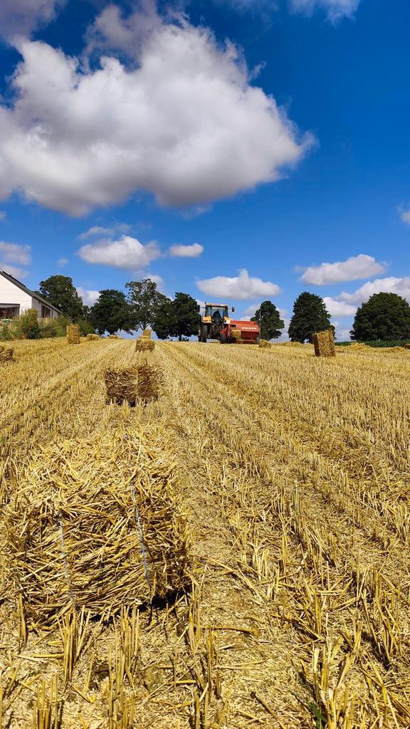 Petits ballots de  paille, Zakelijke goederen, Landbouw | Veevoer, Ophalen