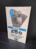 Originele oude poster van de zoo van Antwerpen met zeehond., Ophalen of Verzenden, Zo goed als nieuw