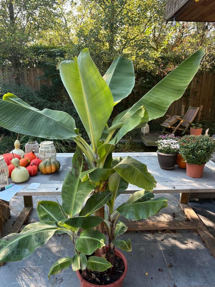 Drie bananenplanten in  1pot (grootste +- 1m70), Huis en Inrichting, Kamerplanten, Overige soorten, 150 tot 200 cm, Groene kamerplant