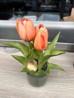 Tulpjes in potje, Tuin en Terras, Planten | Tuinplanten, Ophalen