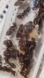 Iberoformica subrufa 1q 40-90w | mieren ants mierenkolonie, Dieren en Toebehoren, Insecten en Spinnen, Mieren