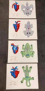 Didactische reliëfplaten "dierenharten", Antiek en Kunst, Ophalen of Verzenden