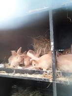 Konijnen, Dieren en Toebehoren, Konijnen