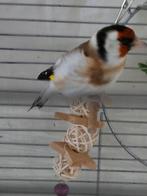 Chardonneret Sibérien, Animaux & Accessoires, Oiseaux | Oiseaux Autre, Mâle