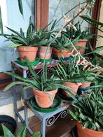 Gasteria planten, Ophalen, Zomer