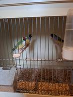 Gouldamadines poppen, Dieren en Toebehoren, Vogels | Overige Vogels