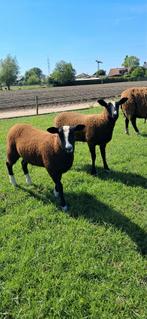 Zwartbles lammeren, Dieren en Toebehoren
