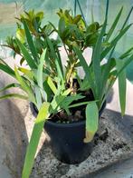 arbuste Skimmia japonica entouré de 7 iris, Tuin en Terras, Planten | Tuinplanten, Vaste plant, Halfschaduw, Winter, Ophalen