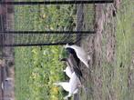 Witte pauwen, Dieren en Toebehoren, Pluimvee