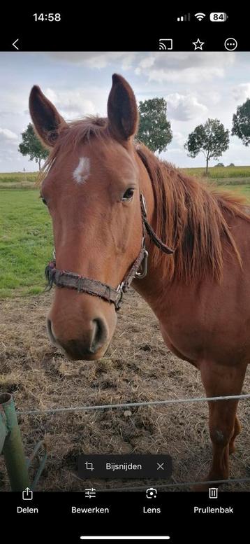 Brave 3 jarige Quarter horse ruin beschikbaar voor biedingen