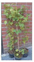 DRUIVENPLANTEN: Regent, Boskoop Glorie, Chasselas doré, ..., Volle zon, Vaste plant, Ophalen of Verzenden, Fruitplanten