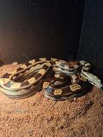 Boa imperater man 2021, Dieren en Toebehoren, Reptielen en Amfibieën