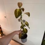 Philodendron Melanochrysum, Huis en Inrichting, Kamerplanten, Ophalen